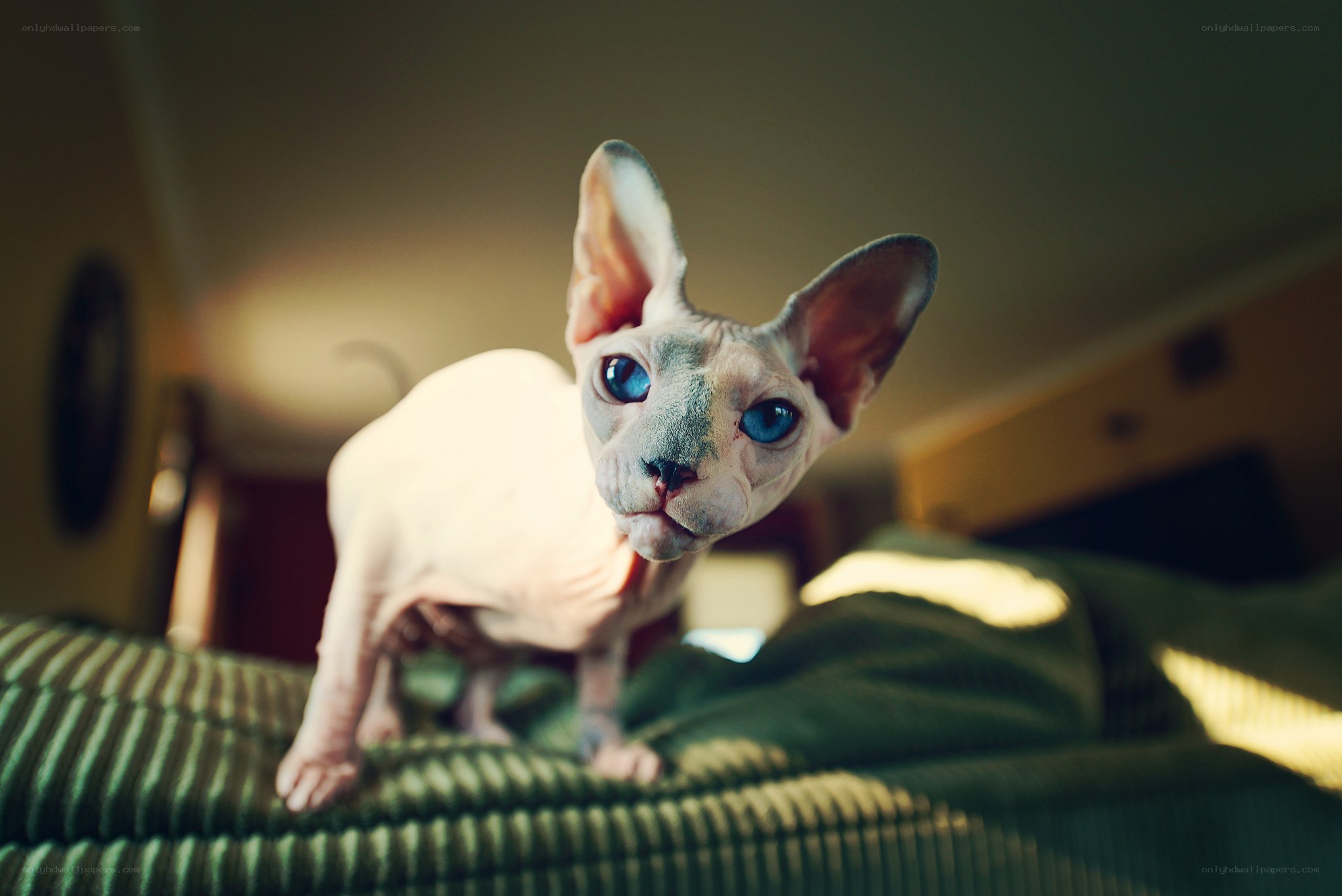 Sphynx cat on a bed