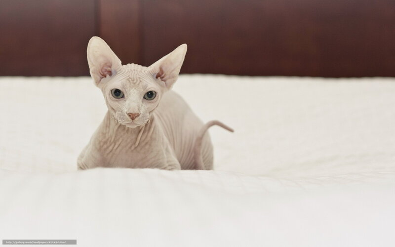 Sphynx cat on a bed