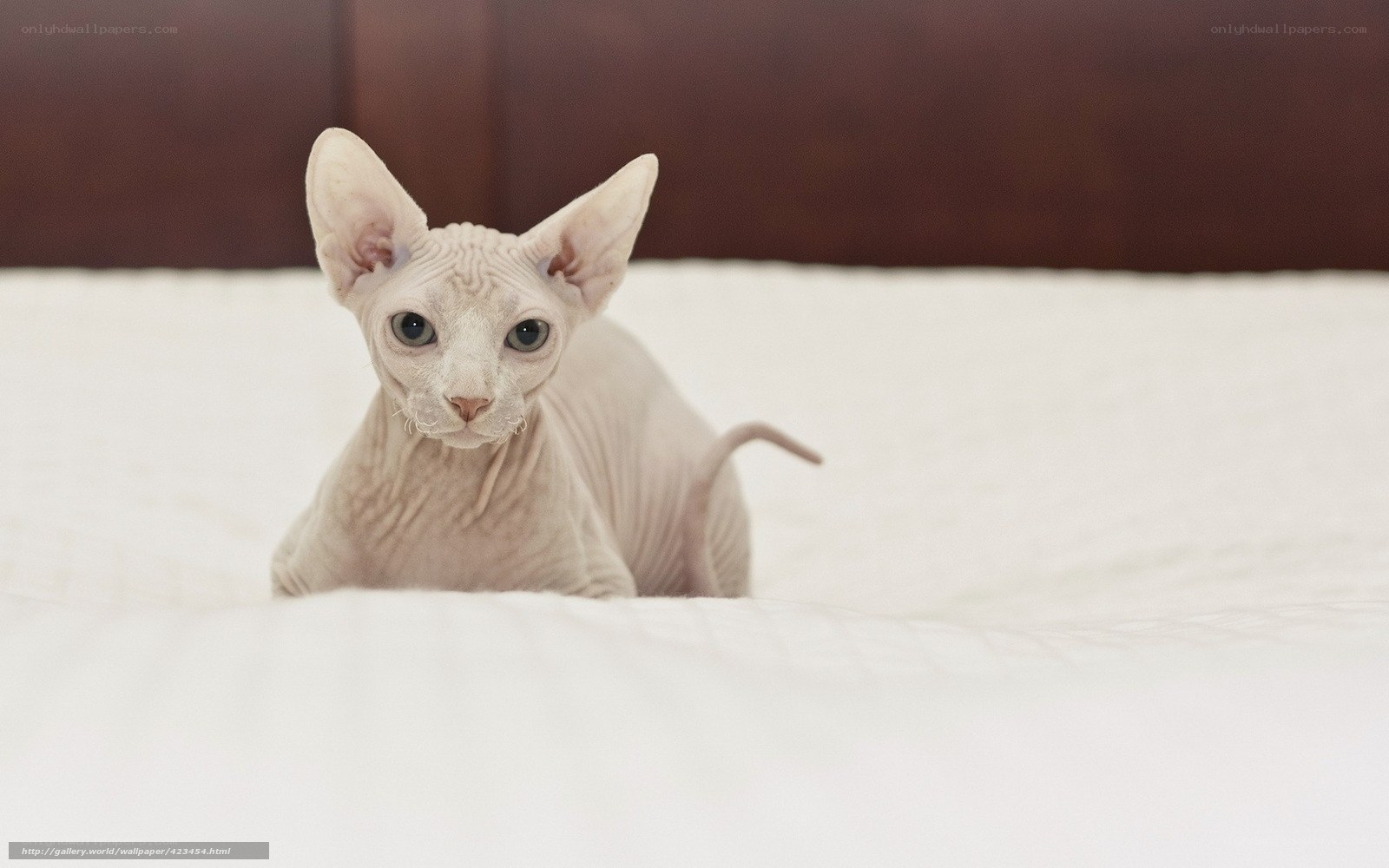 Sphynx cat on a bed
