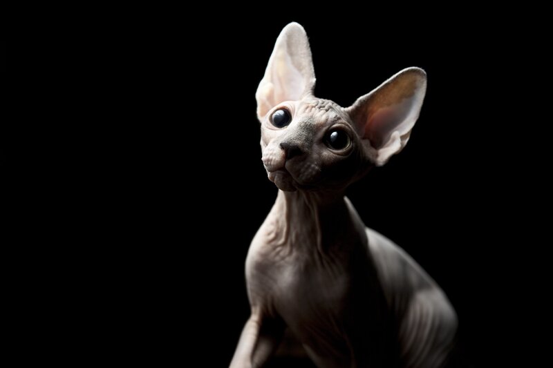 Sphynx cat on black background