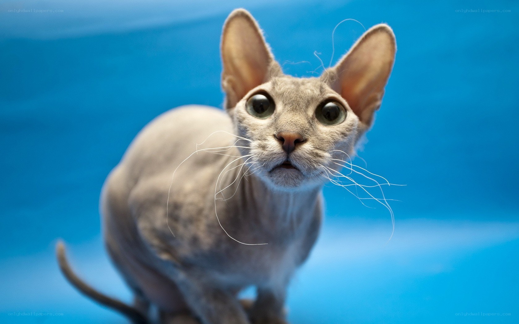 Sphynx cat on blue background
