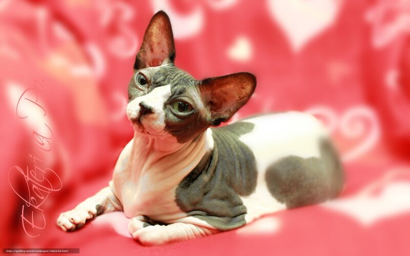 Sphynx cat on red background