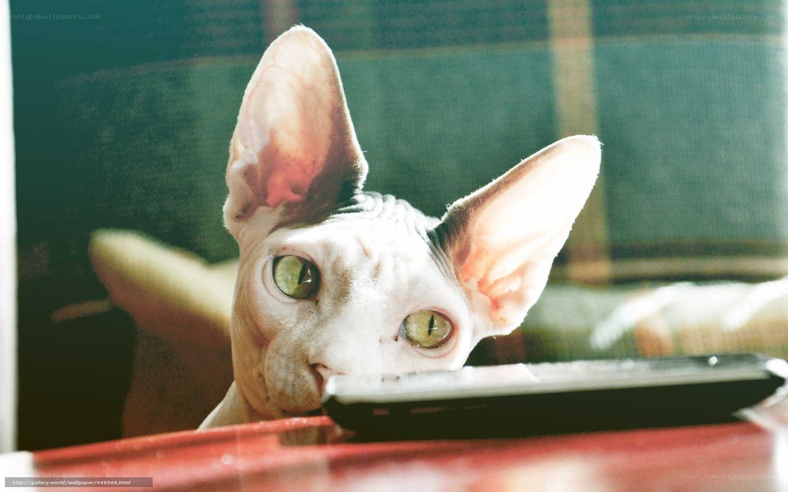 Sphynx cat peeking over phone