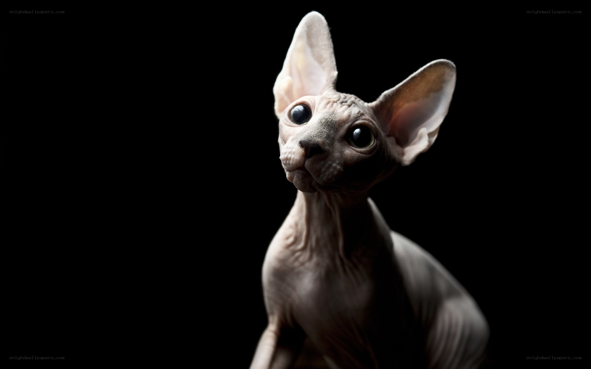 Sphynx cat portrait