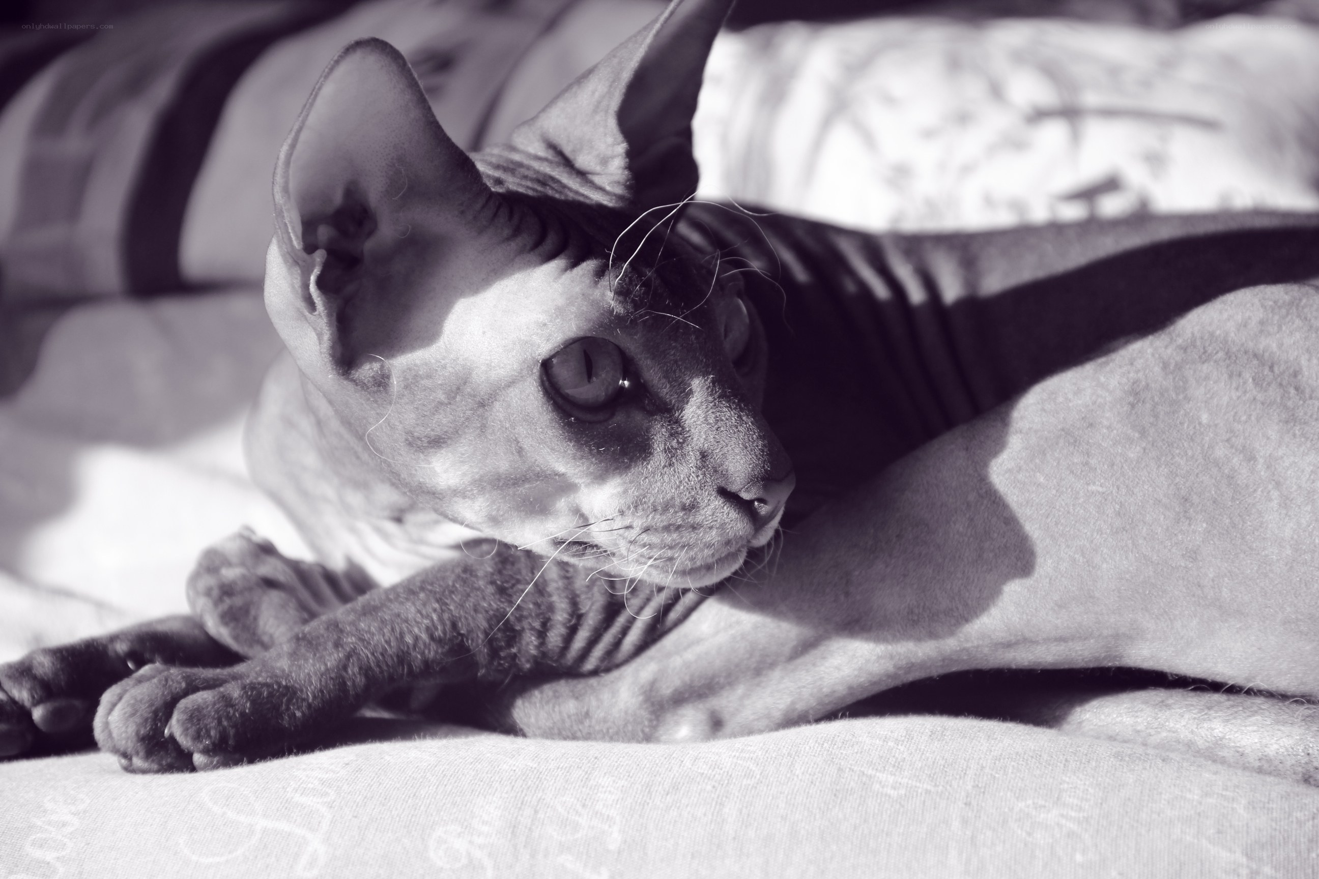 Sphynx cat resting in sunlight
