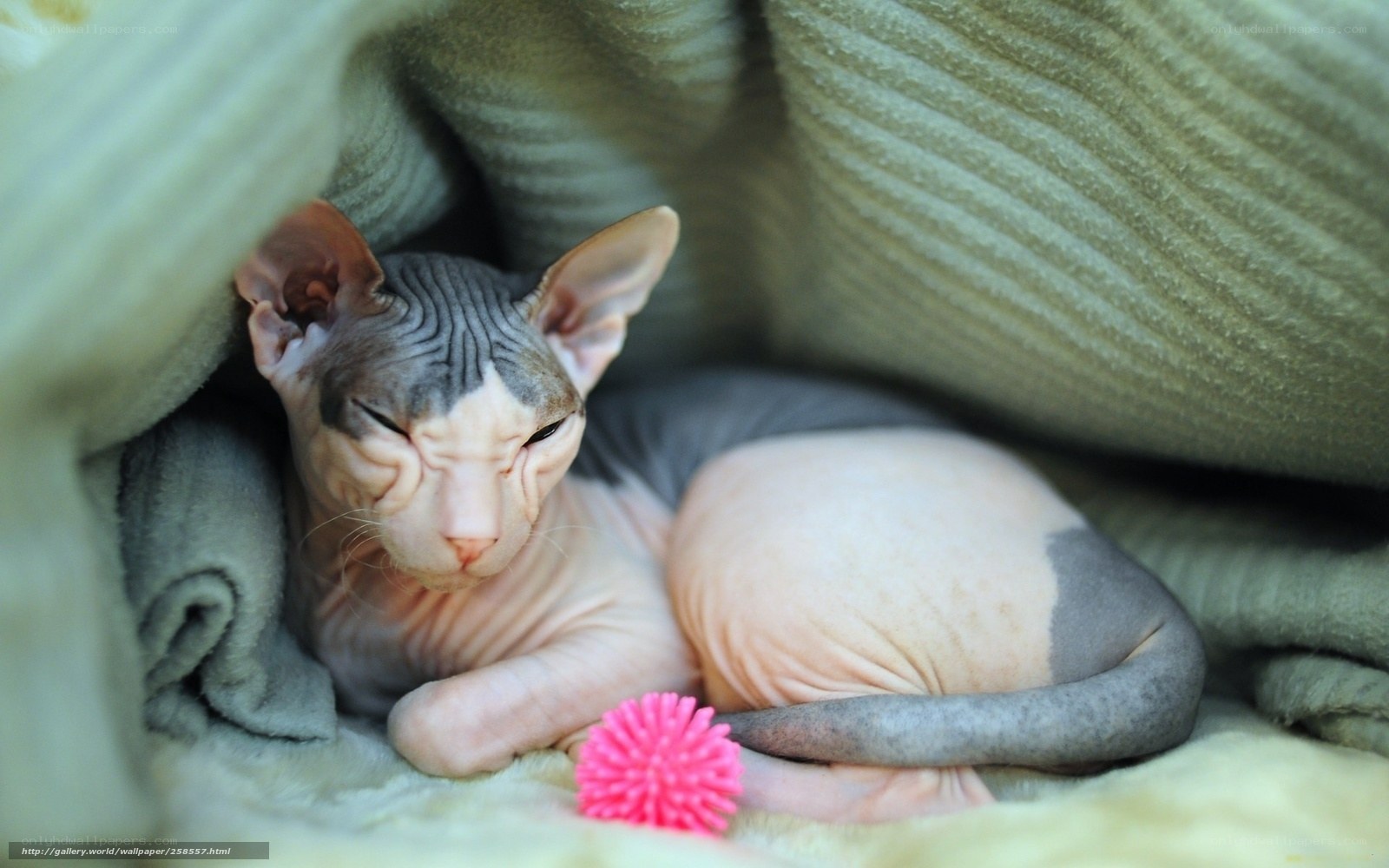 Sphynx cat under blanket
