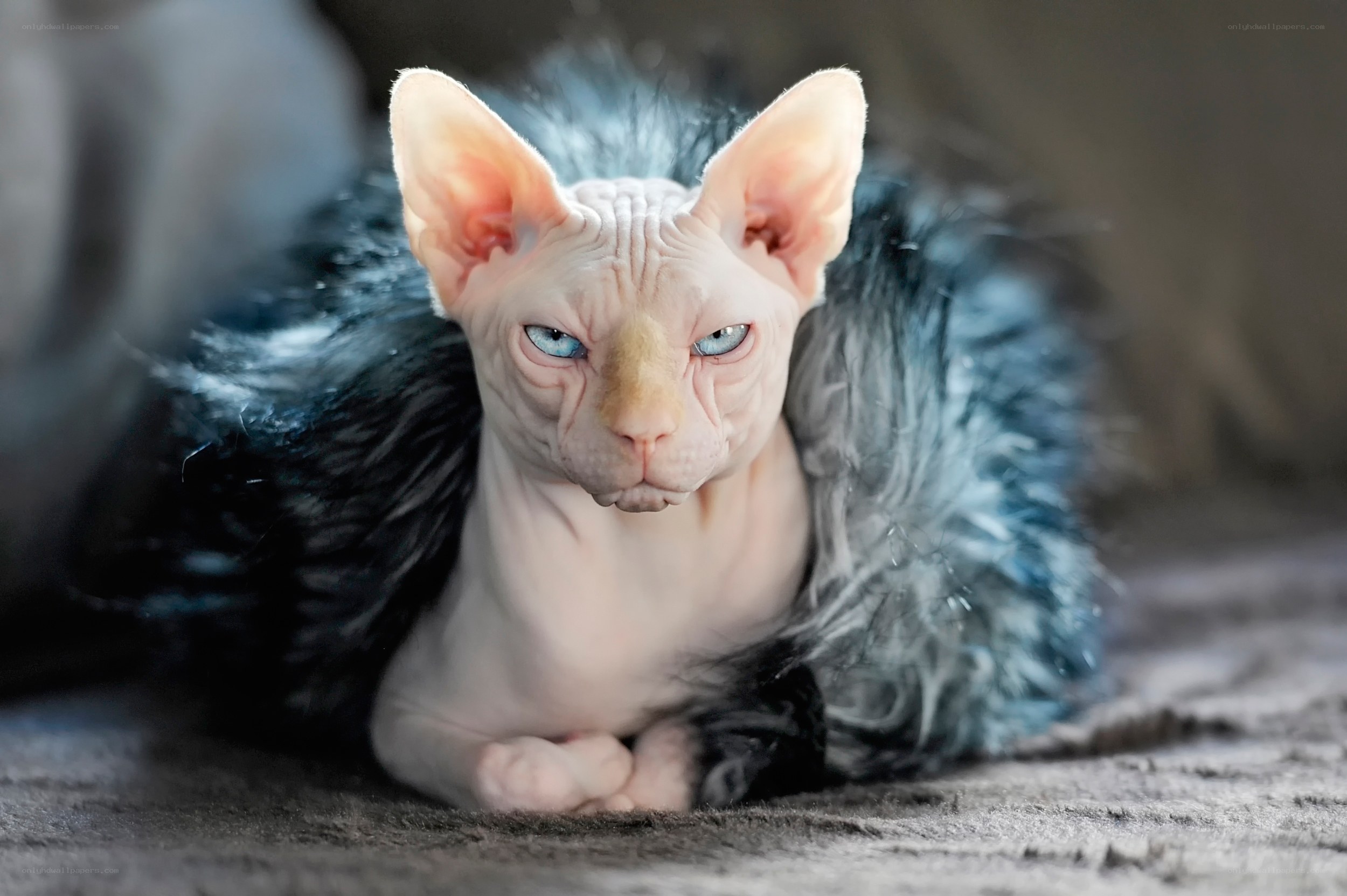 Sphynx cat with blue eyes