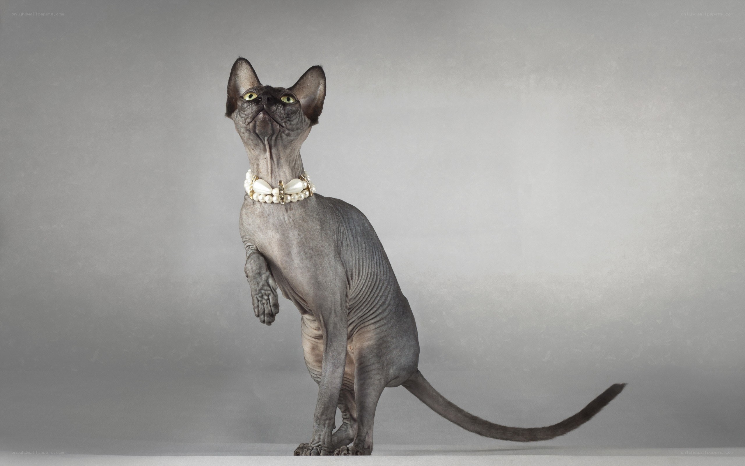 Sphynx cat with pearl collar