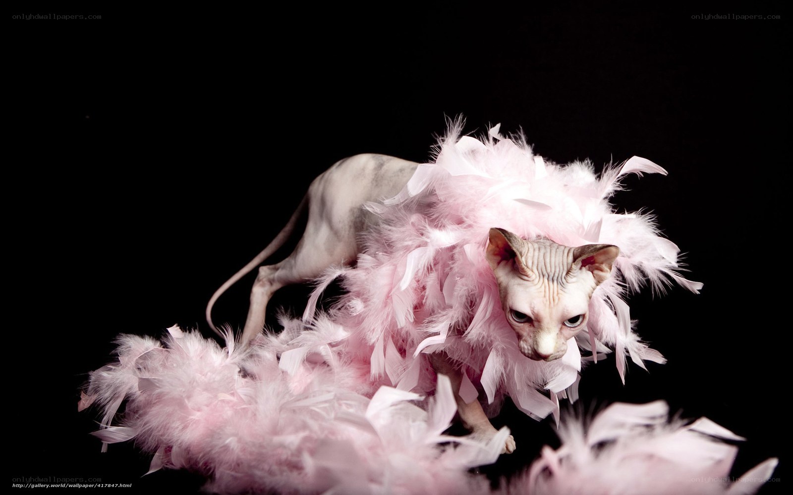 Sphynx cat with pink feathers