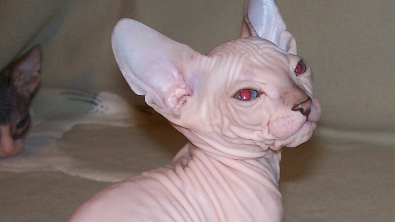 Sphynx cat with red eyes