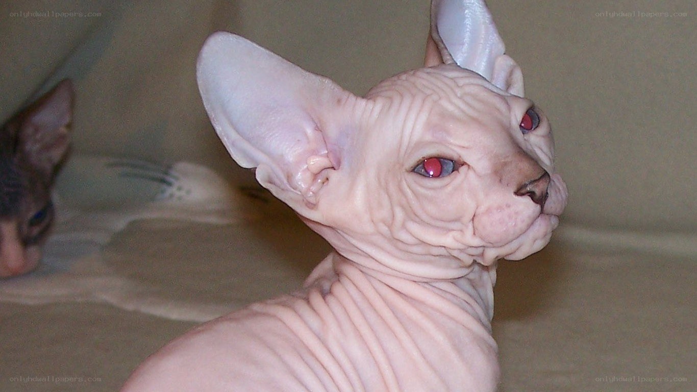 Sphynx cat with red eyes