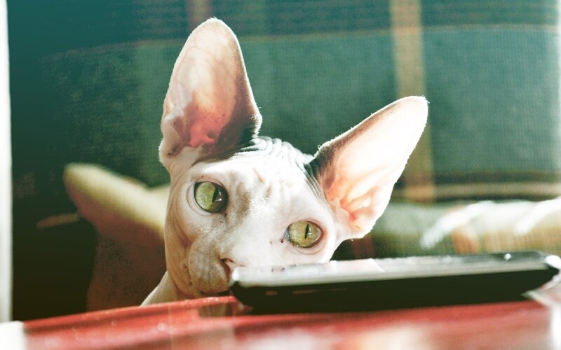 Sphynx cat with remote