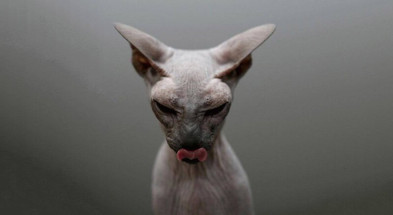 Sphynx cat with tongue out