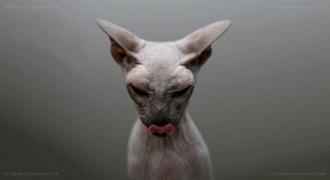 Sphynx cat with tongue out