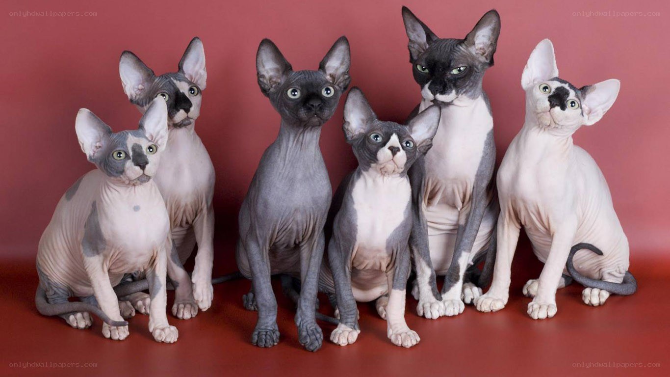 Sphynx cats in a group