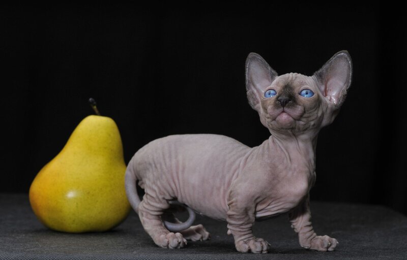 Sphynx kitten with a pear