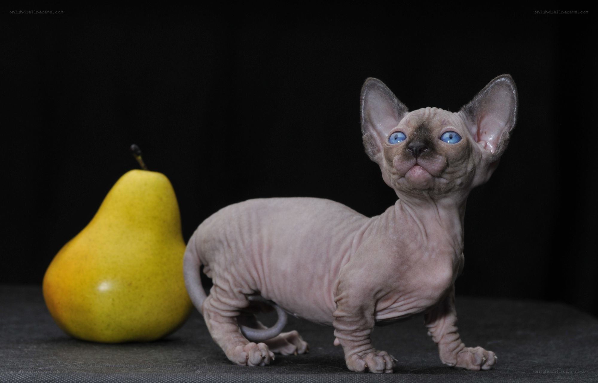 Sphynx kitten with a pear