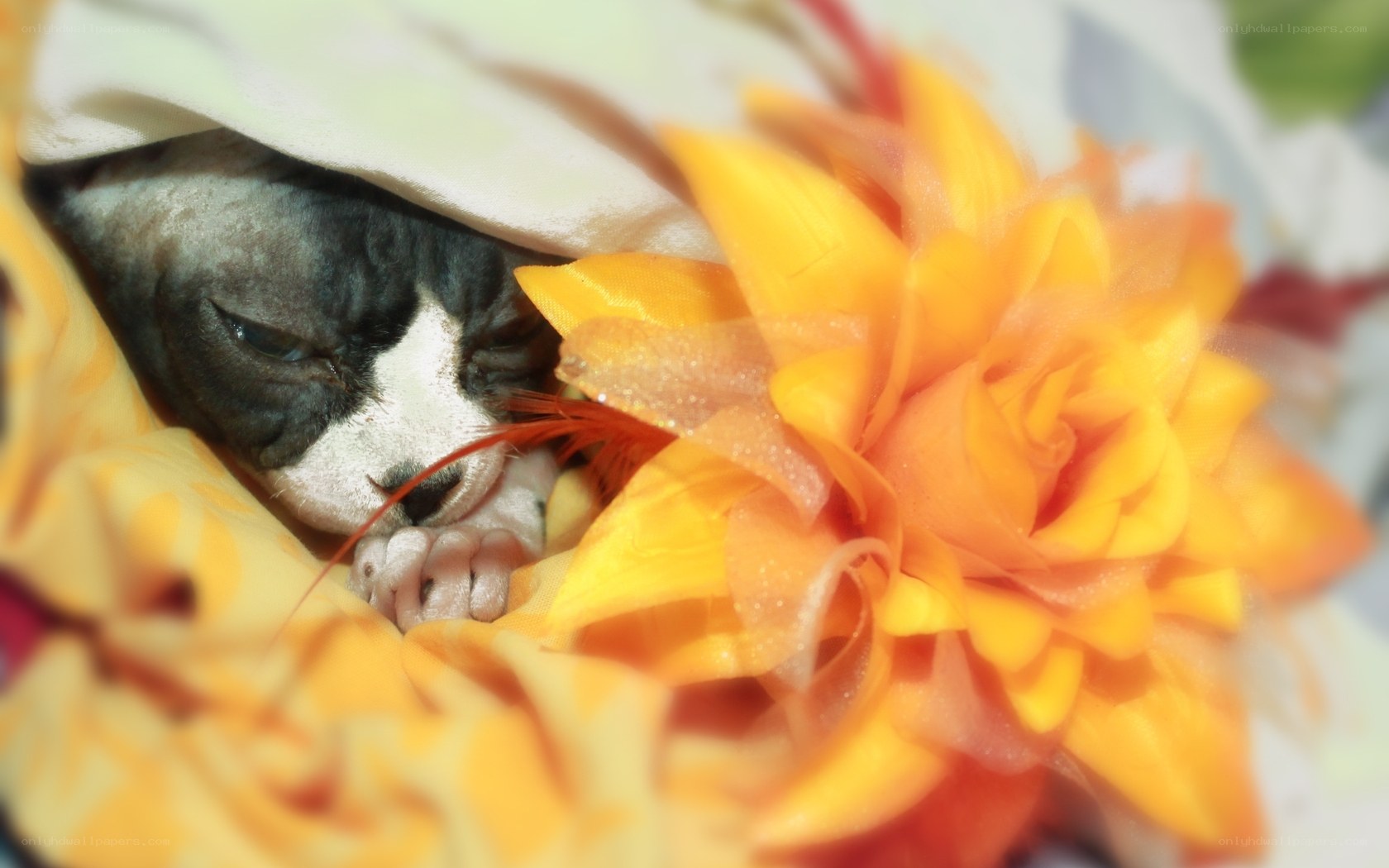 Sphynx kitten with flower