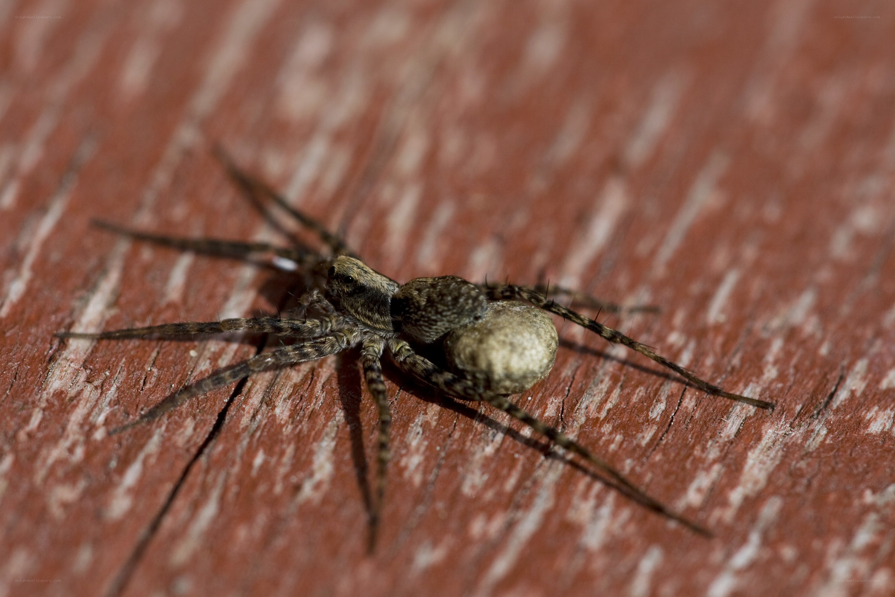 spider carrying egg sac
