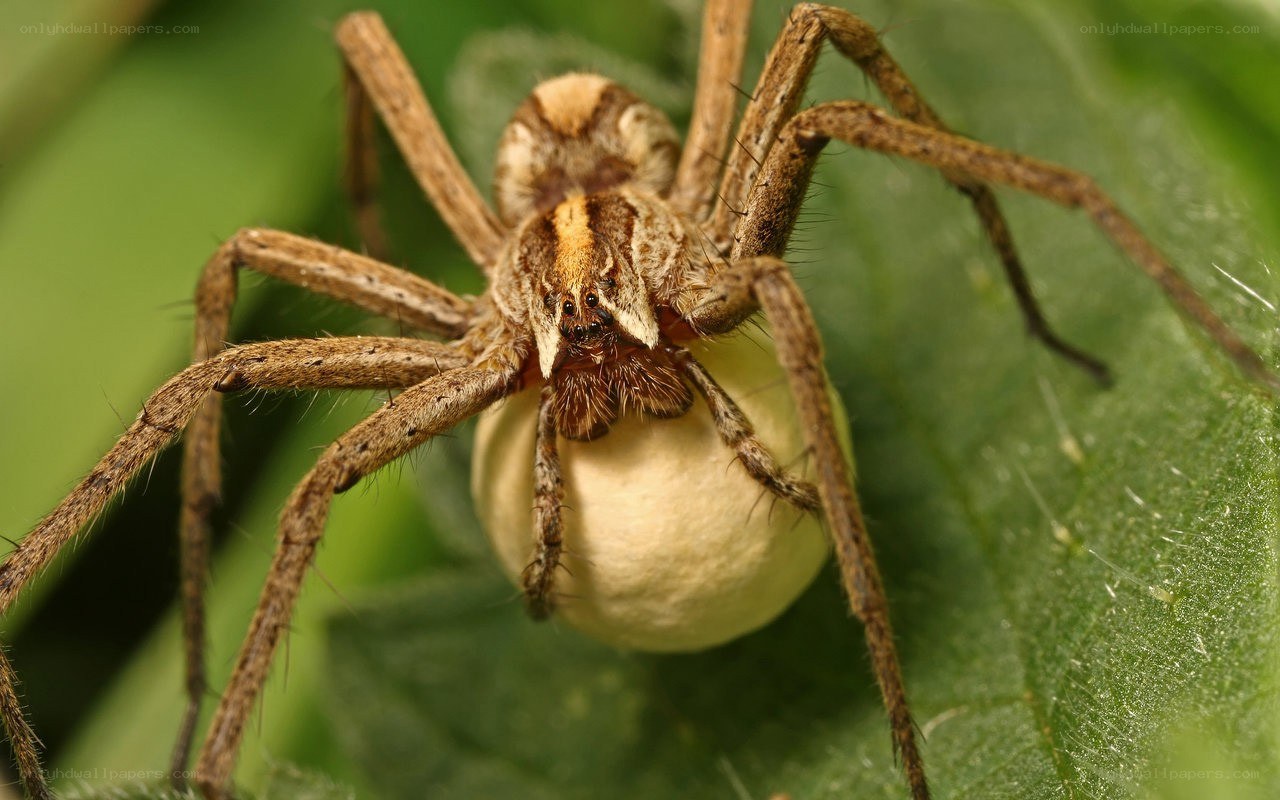 Spider carrying egg sac
