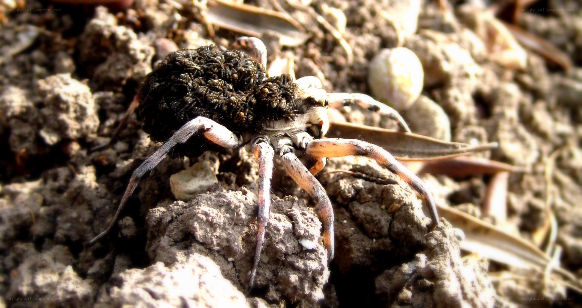 Spider carrying egg sac