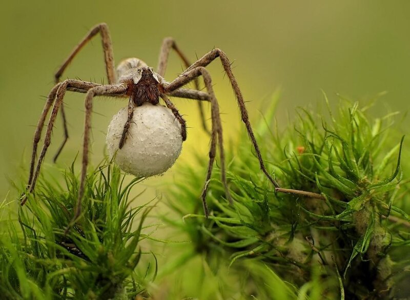 Spider carrying egg sac