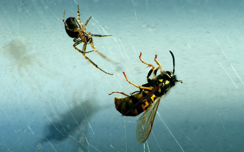 Spider catching a wasp