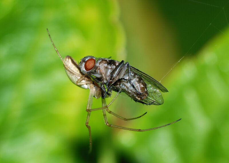 Spider Catching Fly