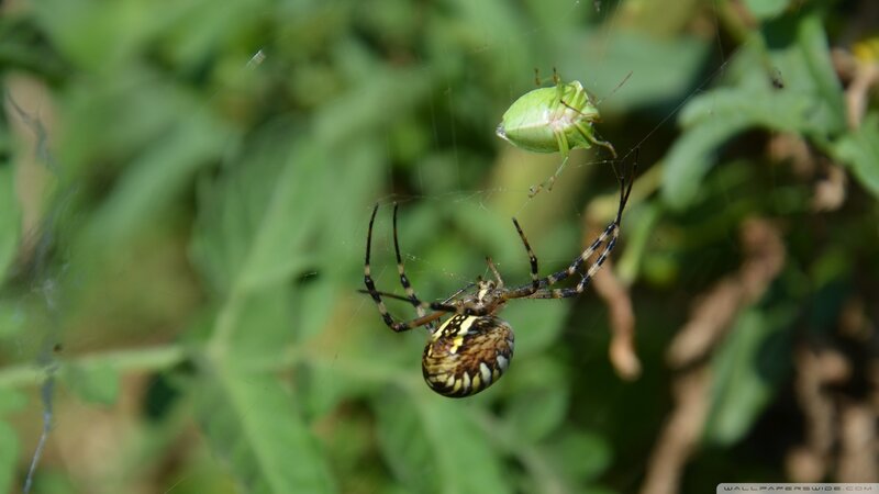Spider Catching Insect