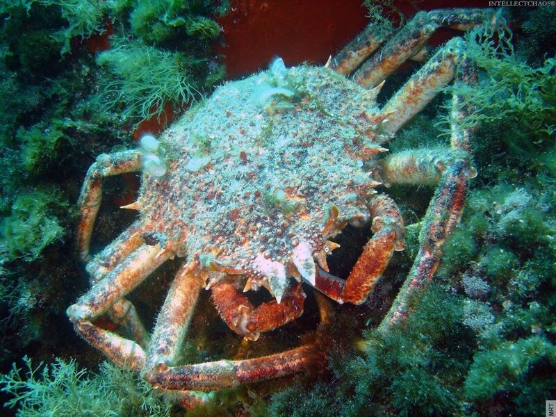 Spider crab on a reef