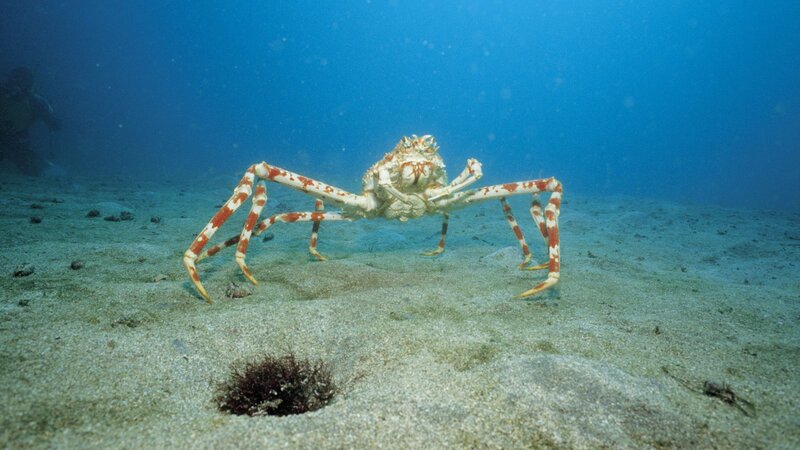 Spider Crab on Ocean Floor — Blue, Serene