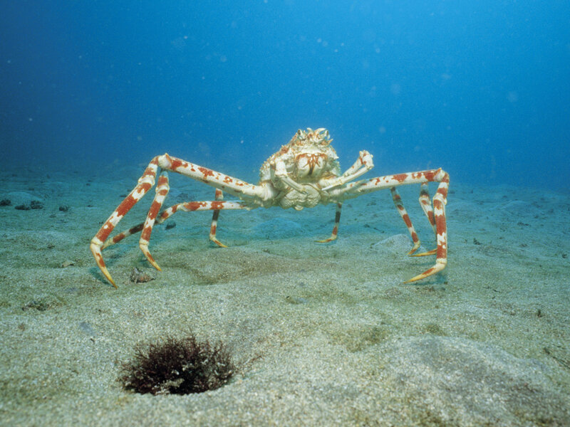 Spider Crab on Ocean Floor — Blue