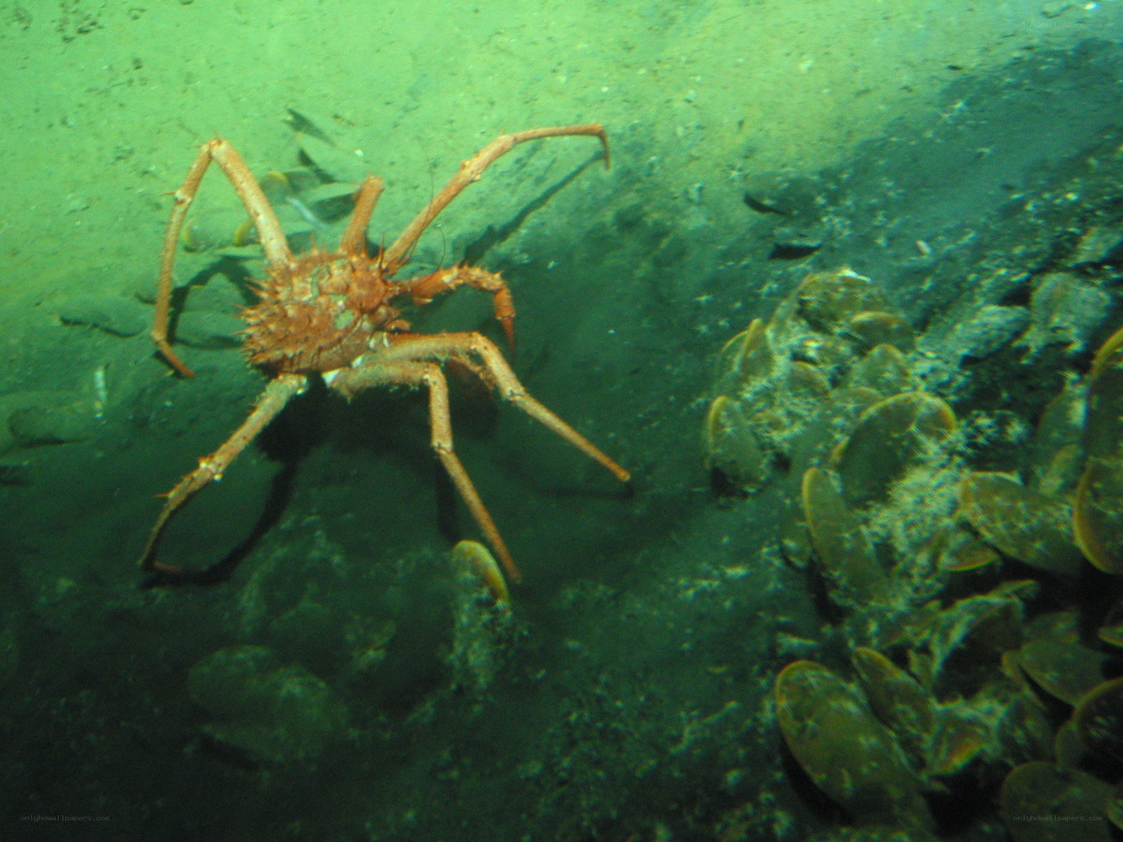 Spider crab on ocean floor