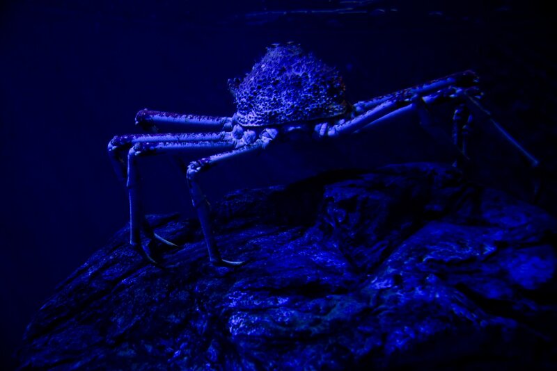 Spider Crab on Rock