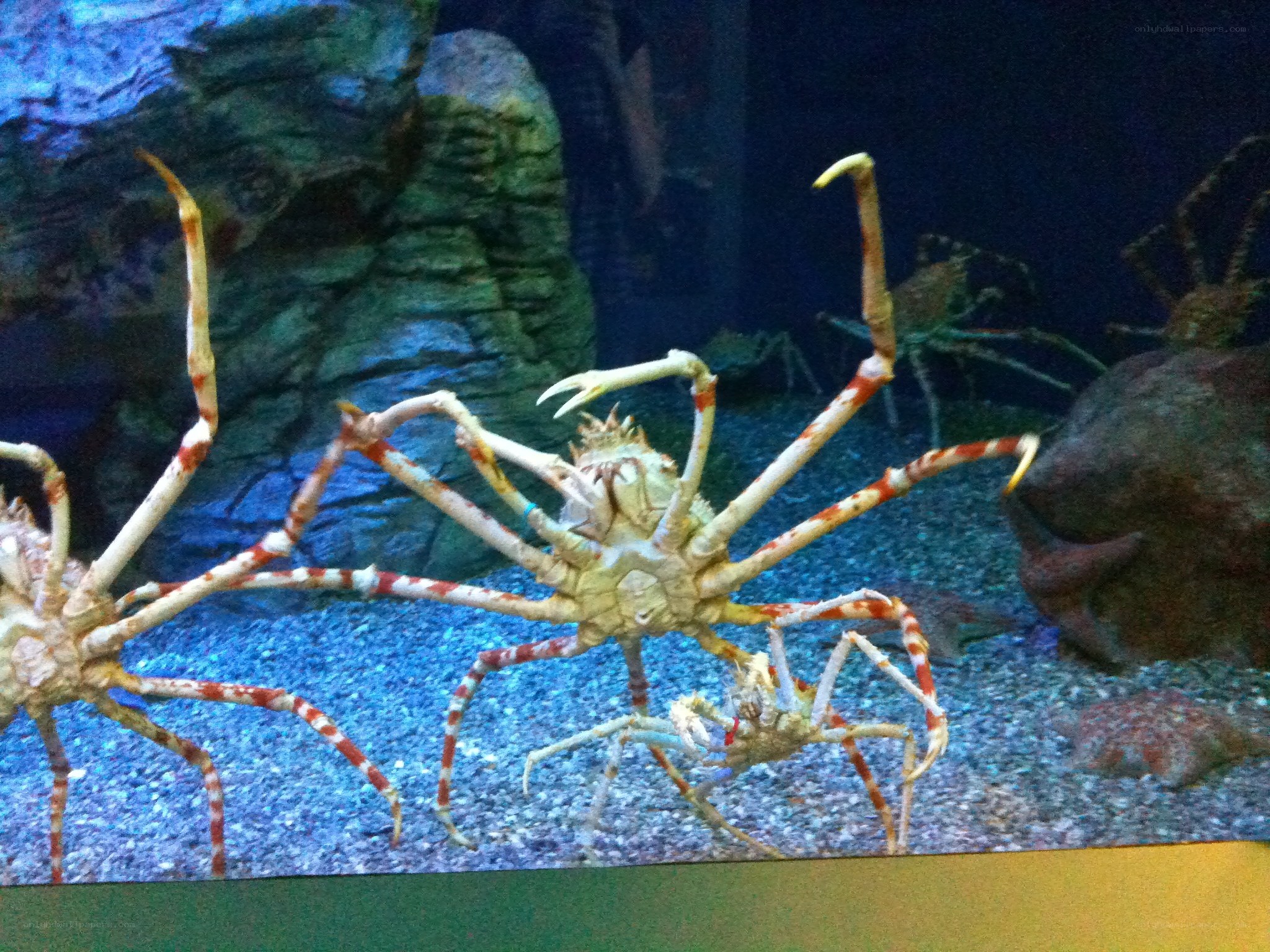 Spider crabs in aquarium