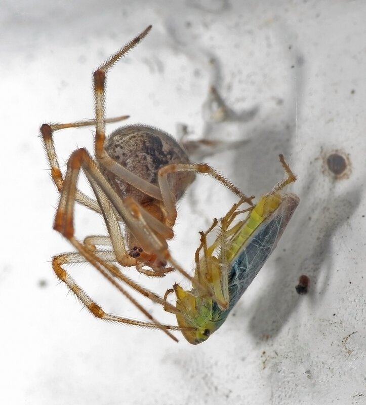 Spider Eating Insect — Brown