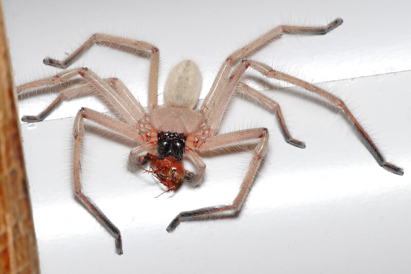 spider eating prey