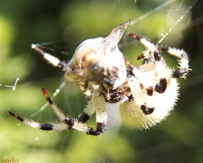Spider eating prey