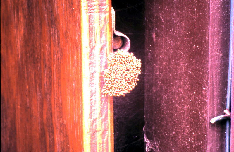 Spider Egg Sac