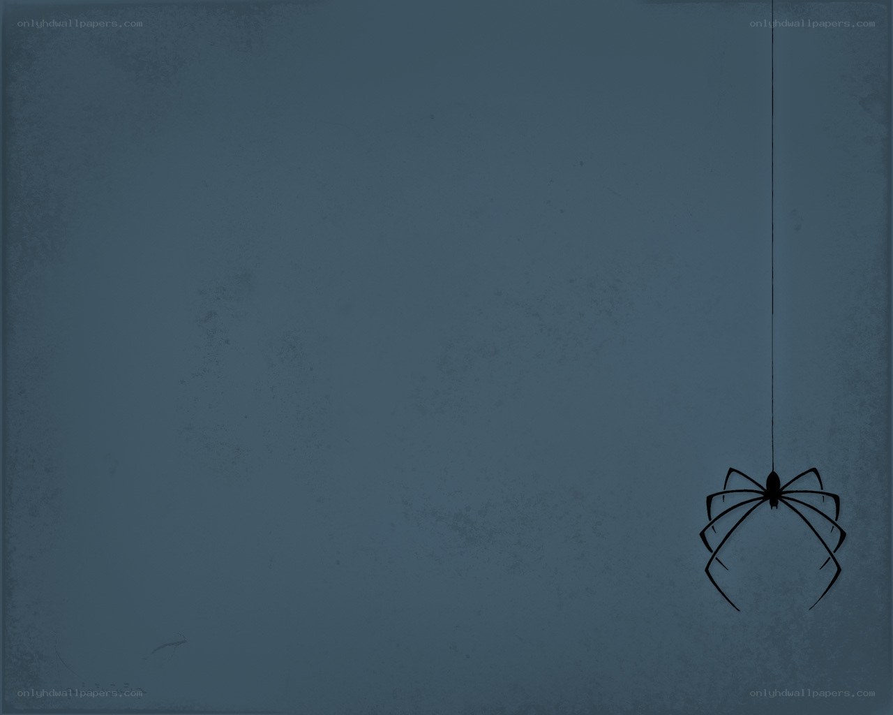Spider hanging from web