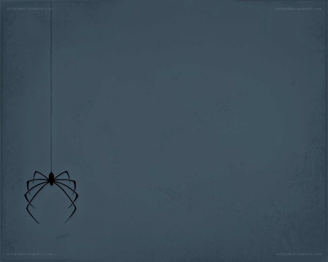 spider hanging from web
