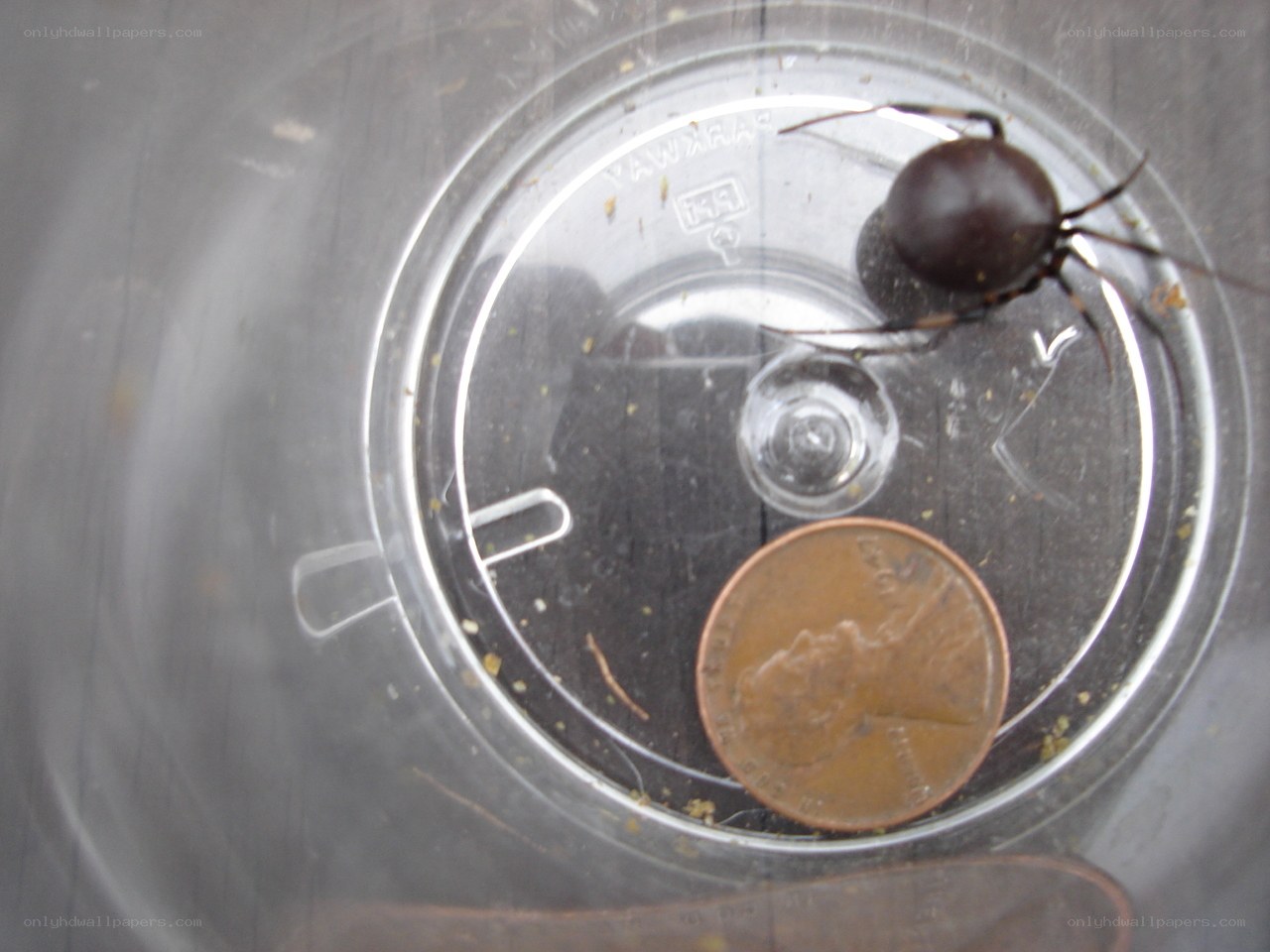 Spider in a container with penny