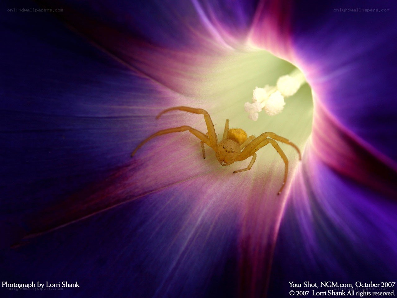 Spider in a purple flower