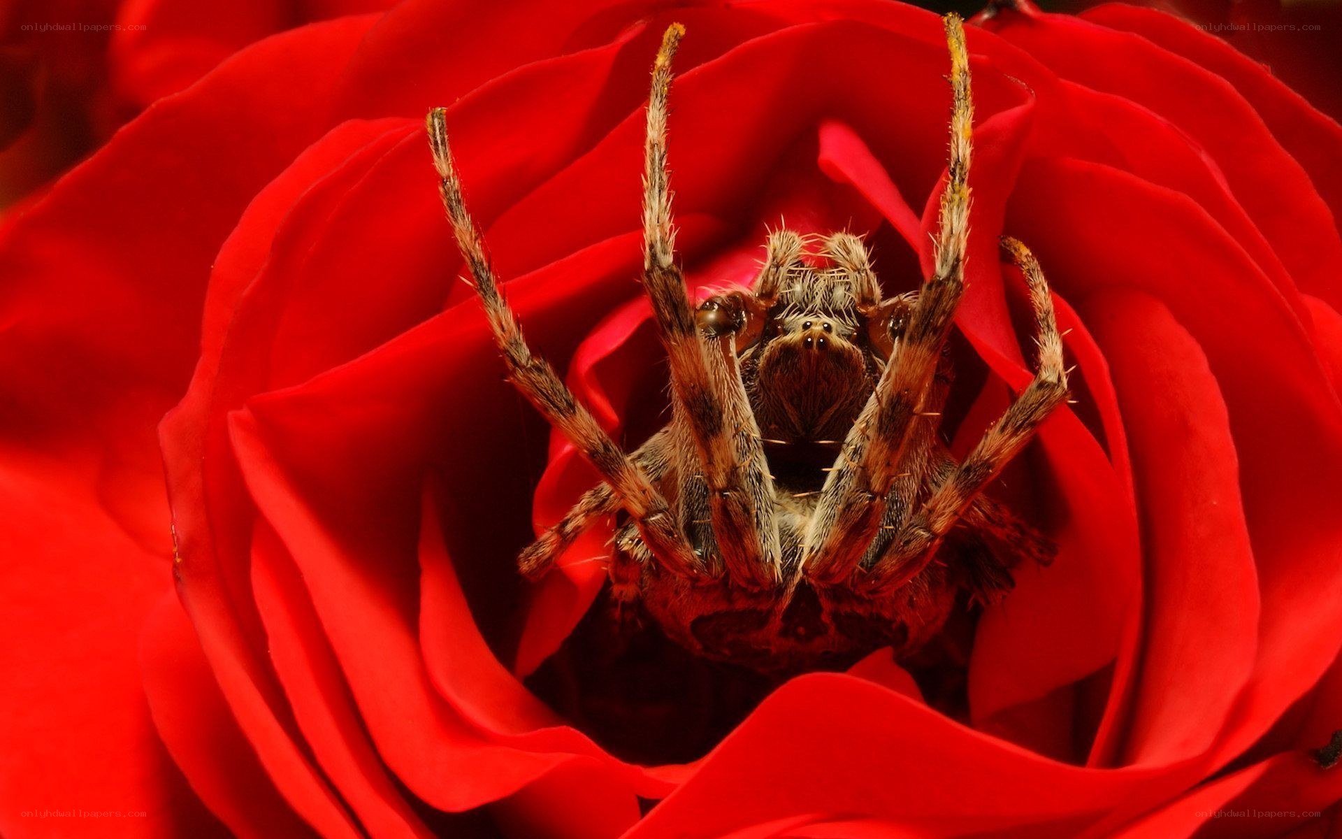 Spider in a red rose