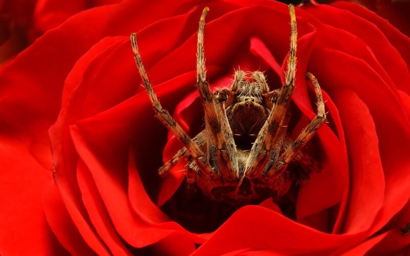 spider in a red rose