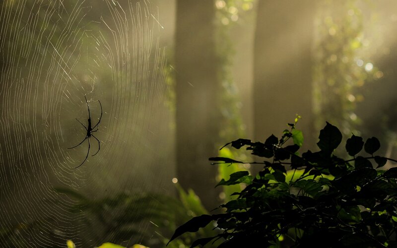 Spider in a sunlit web