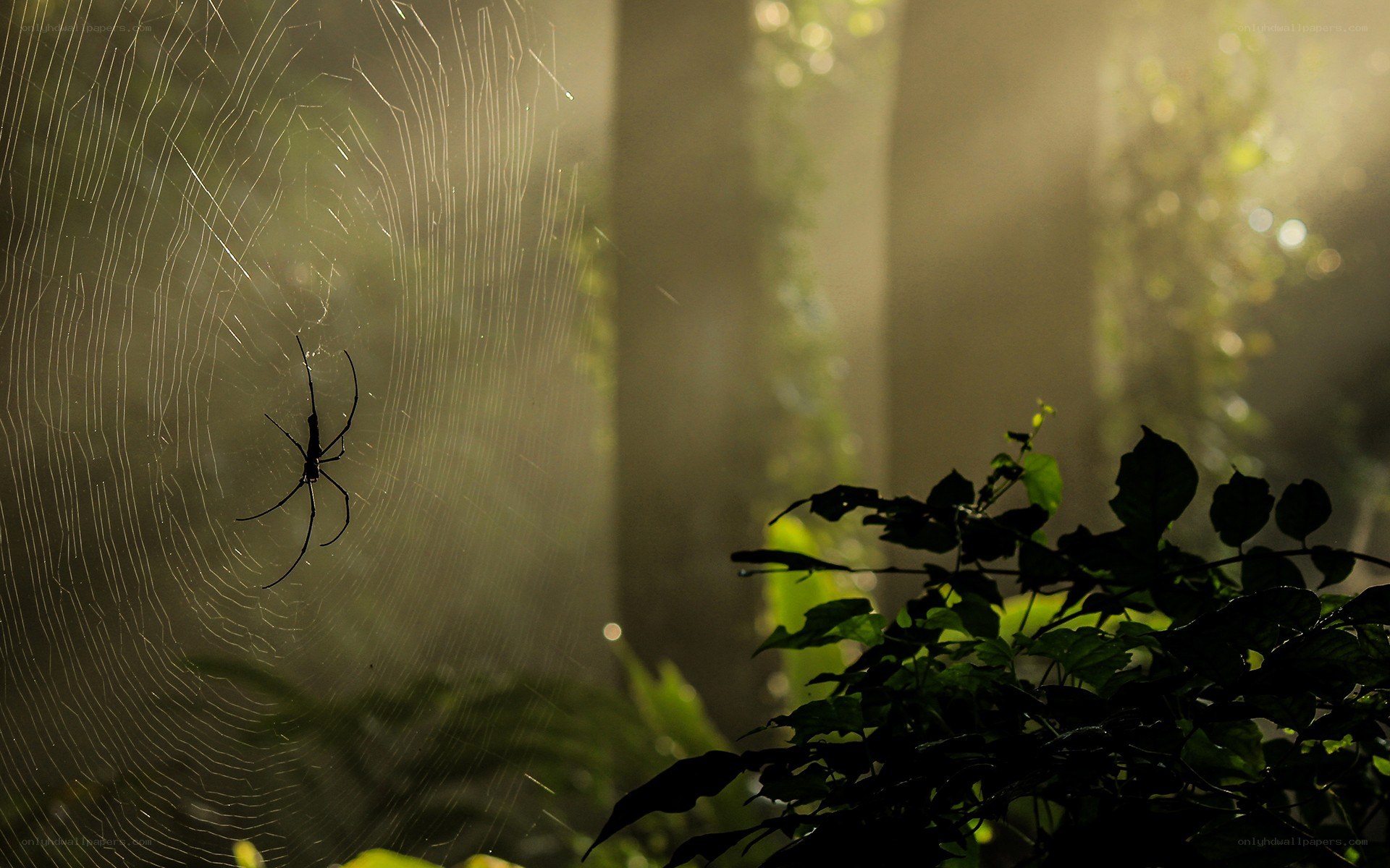 Spider in a sunlit web