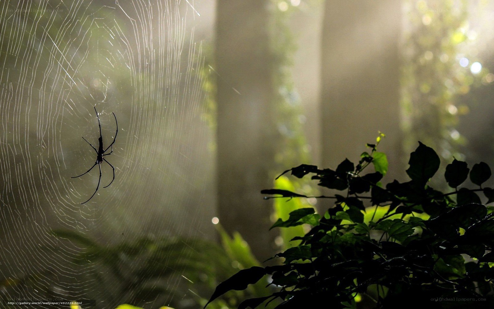 Spider in a web at dawn