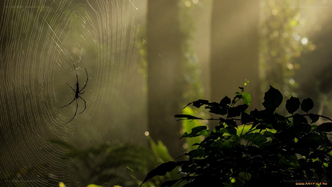 Spider in a web at sunrise