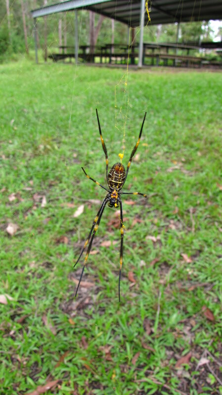 Spider in a web on grass
